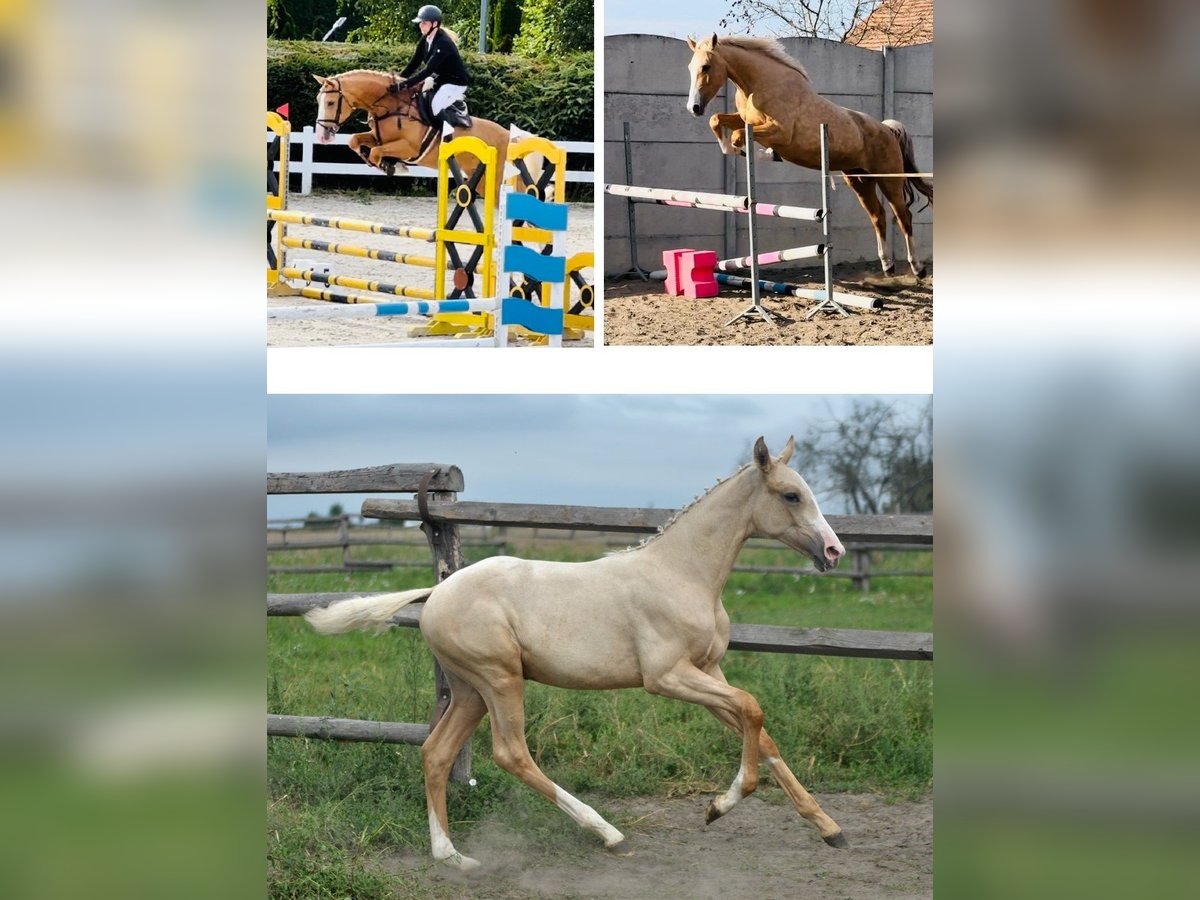 Demi-sang polonais Jument 1 Année 165 cm Palomino in Kamieniec Wrocławski