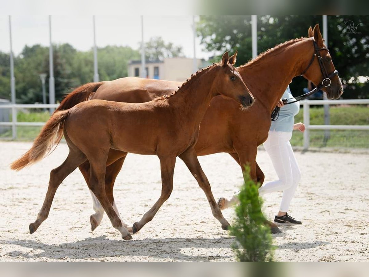 Demi-sang polonais Jument 1 Année Alezan brûlé in Gorz&#xF3;w Wielkopolski