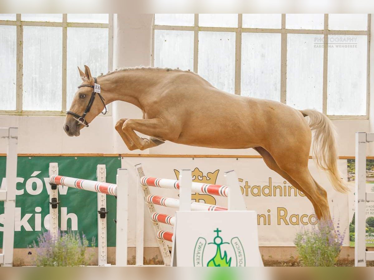 Demi-sang polonais Jument 2 Ans 160 cm Palomino in Borowa