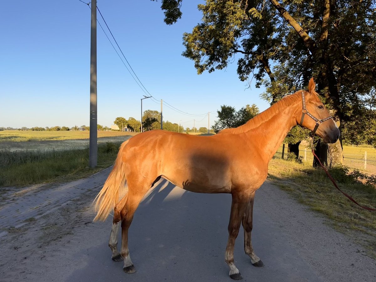 Demi-sang polonais Jument 2 Ans 167 cm Alezan in Roztoki