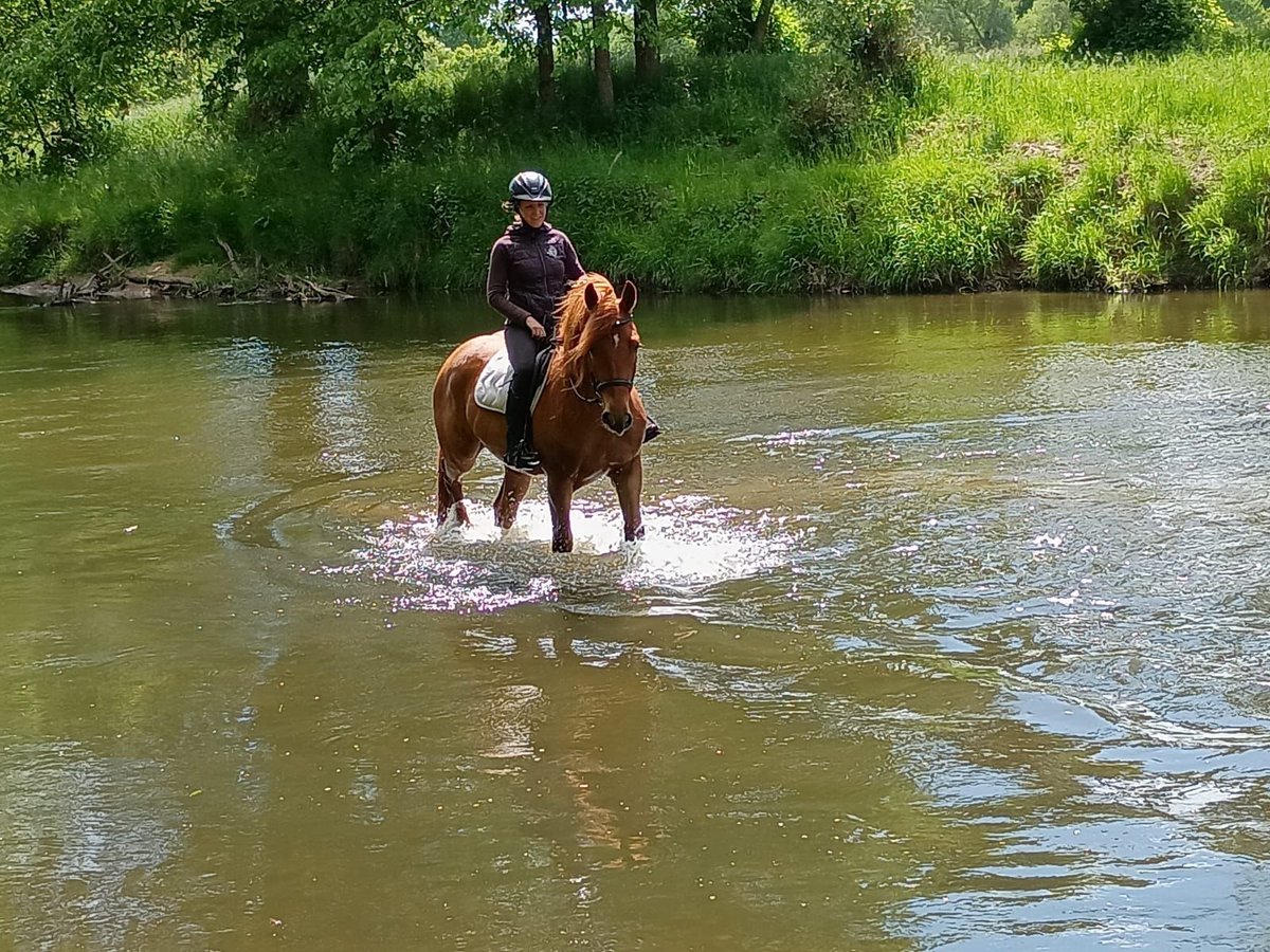 Demi-sang polonais Jument 3 Ans 162 cm Alezan in Leszno Dolne