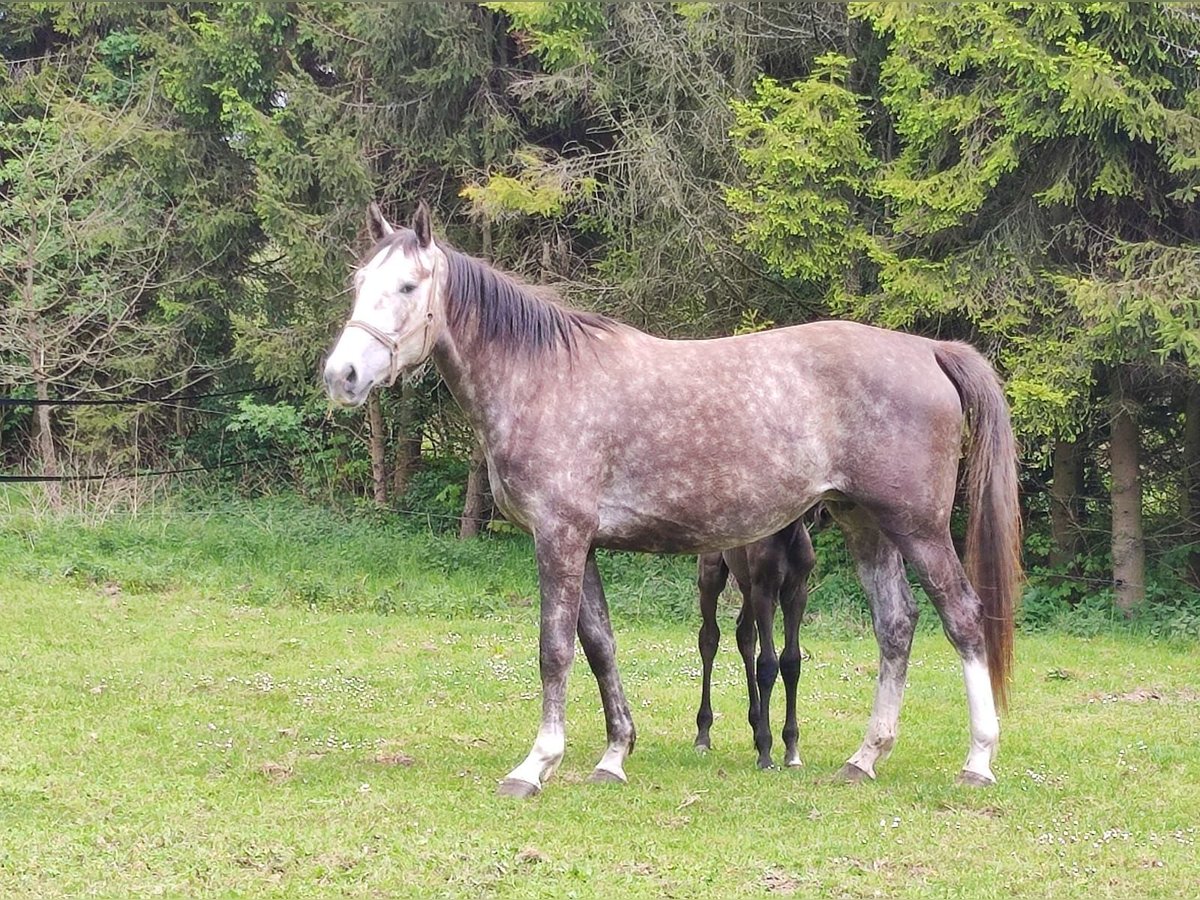 Demi-sang polonais Jument 3 Ans Gris in Lękwica
