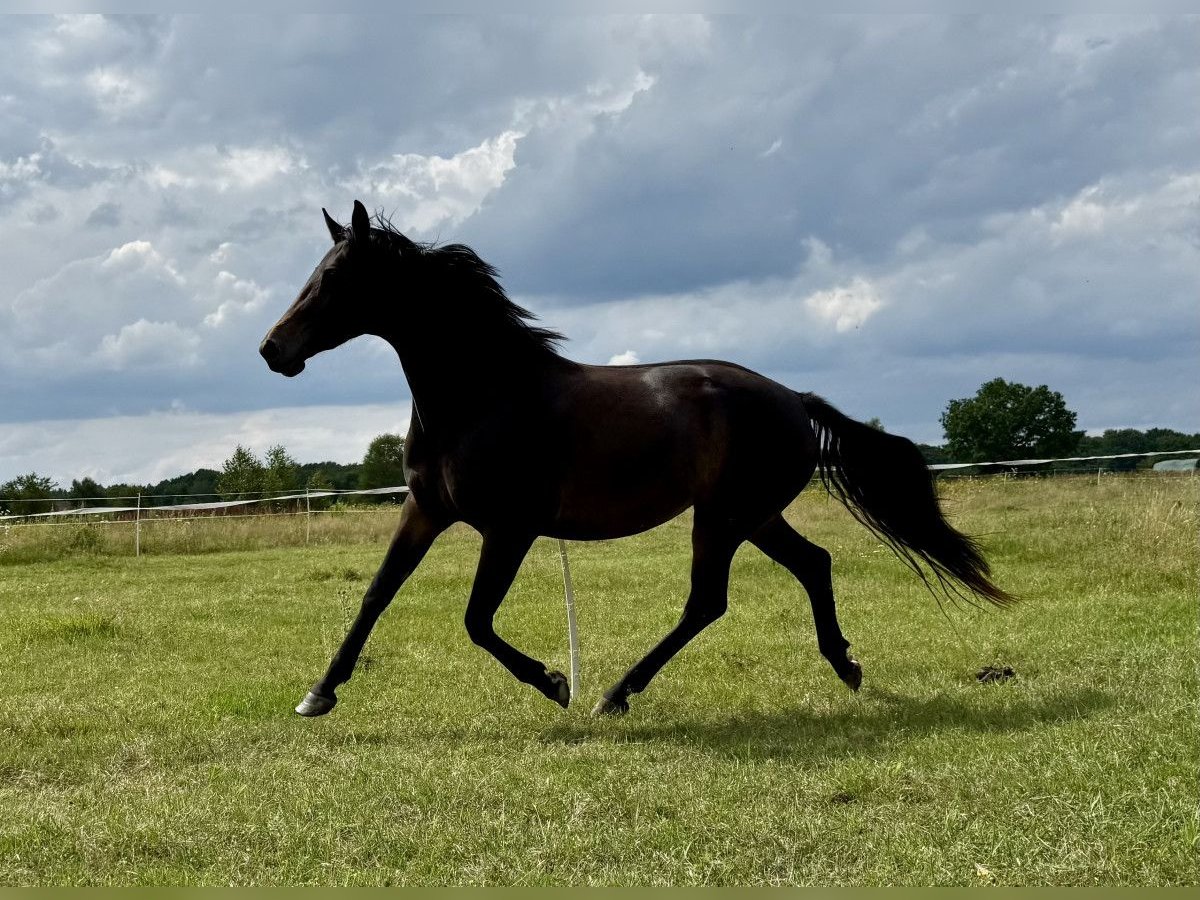Demi-sang polonais Jument 4 Ans 152 cm in Legnica