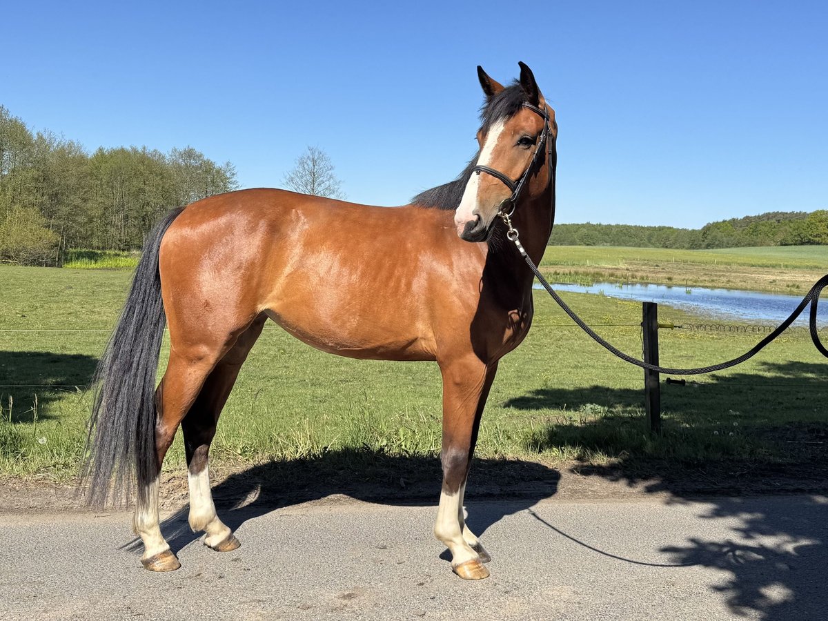 Demi-sang polonais Jument 4 Ans 164 cm Bai cerise in Gryfice