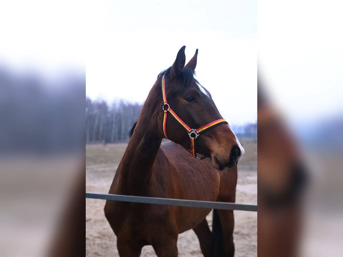 Demi-sang polonais Jument 4 Ans 165 cm Bai in Mińsk Mazowiecki