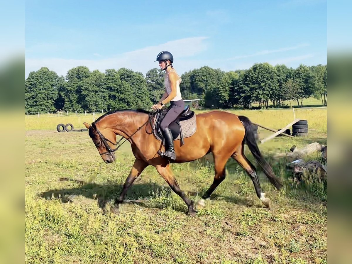 Demi-sang polonais Jument 4 Ans 168 cm Bai cerise in Sieraków