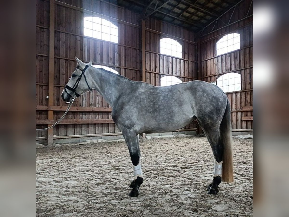 Demi-sang polonais Jument 5 Ans 162 cm Gris in Jagodne