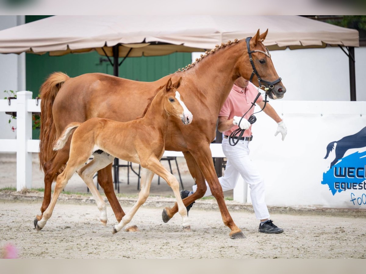 Demi-sang polonais Jument 5 Ans 165 cm Alezan in Poznań