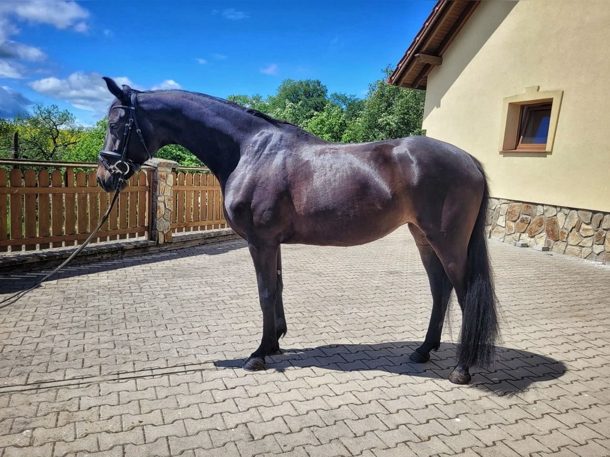 Demi-sang polonais Jument 5 Ans 167 cm Bai brun in Stara Kamienica