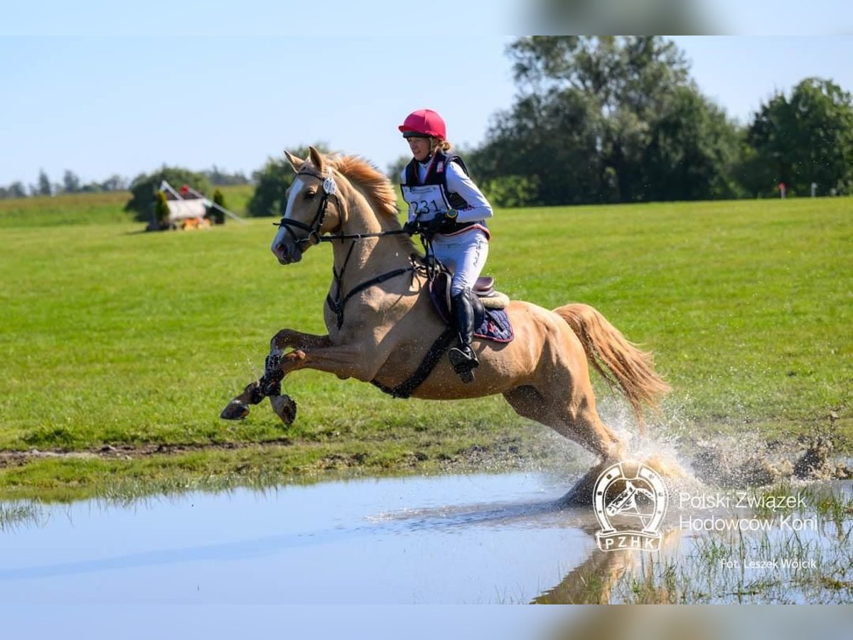 Demi-sang polonais Jument 5 Ans 168 cm Palomino in Kamieniec Wroc