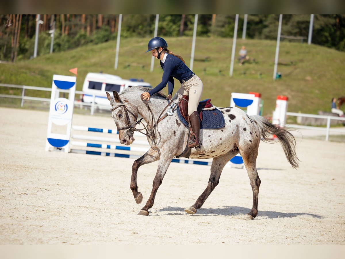 Demi-sang polonais Jument 6 Ans 156 cm Léopard in Rokitki