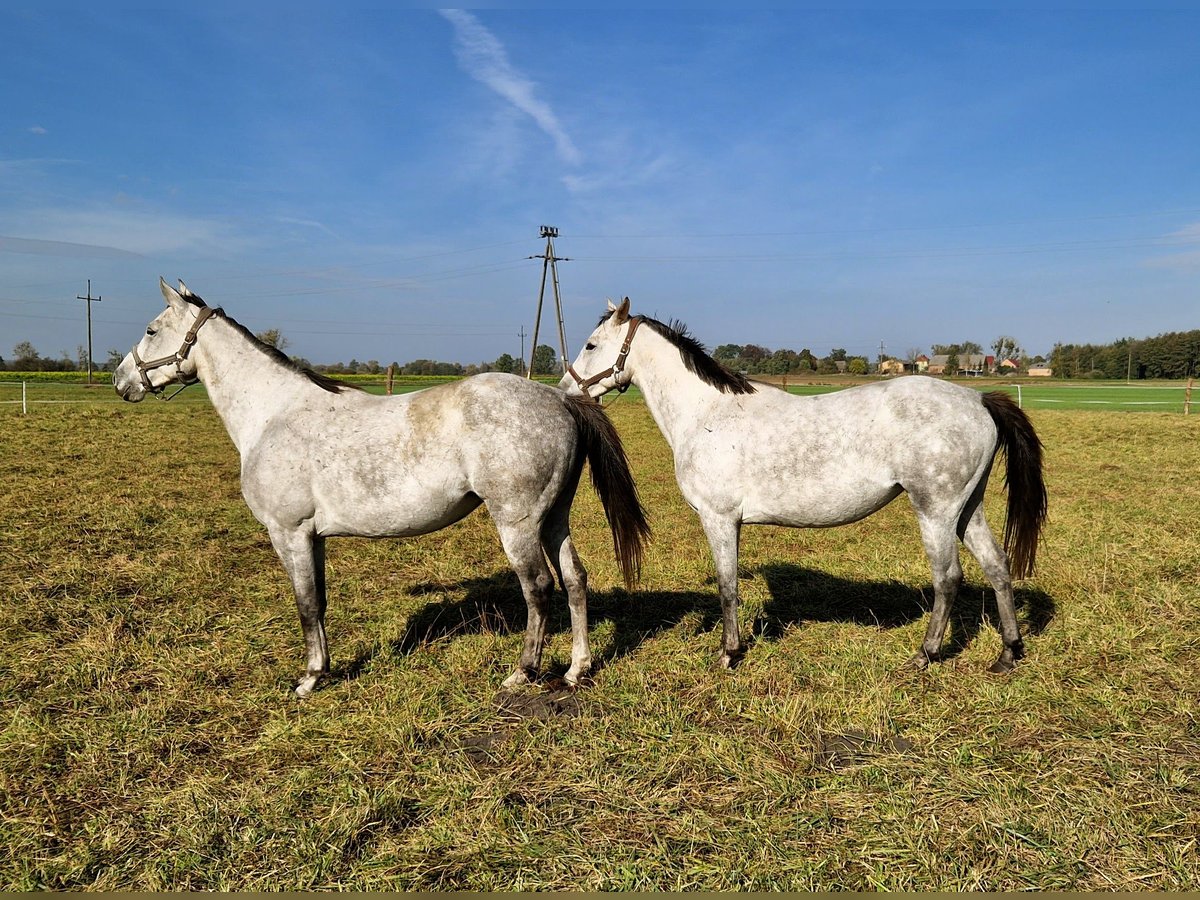 Demi-sang polonais Jument 6 Ans 163 cm Gris pommelé in Zwierzyn