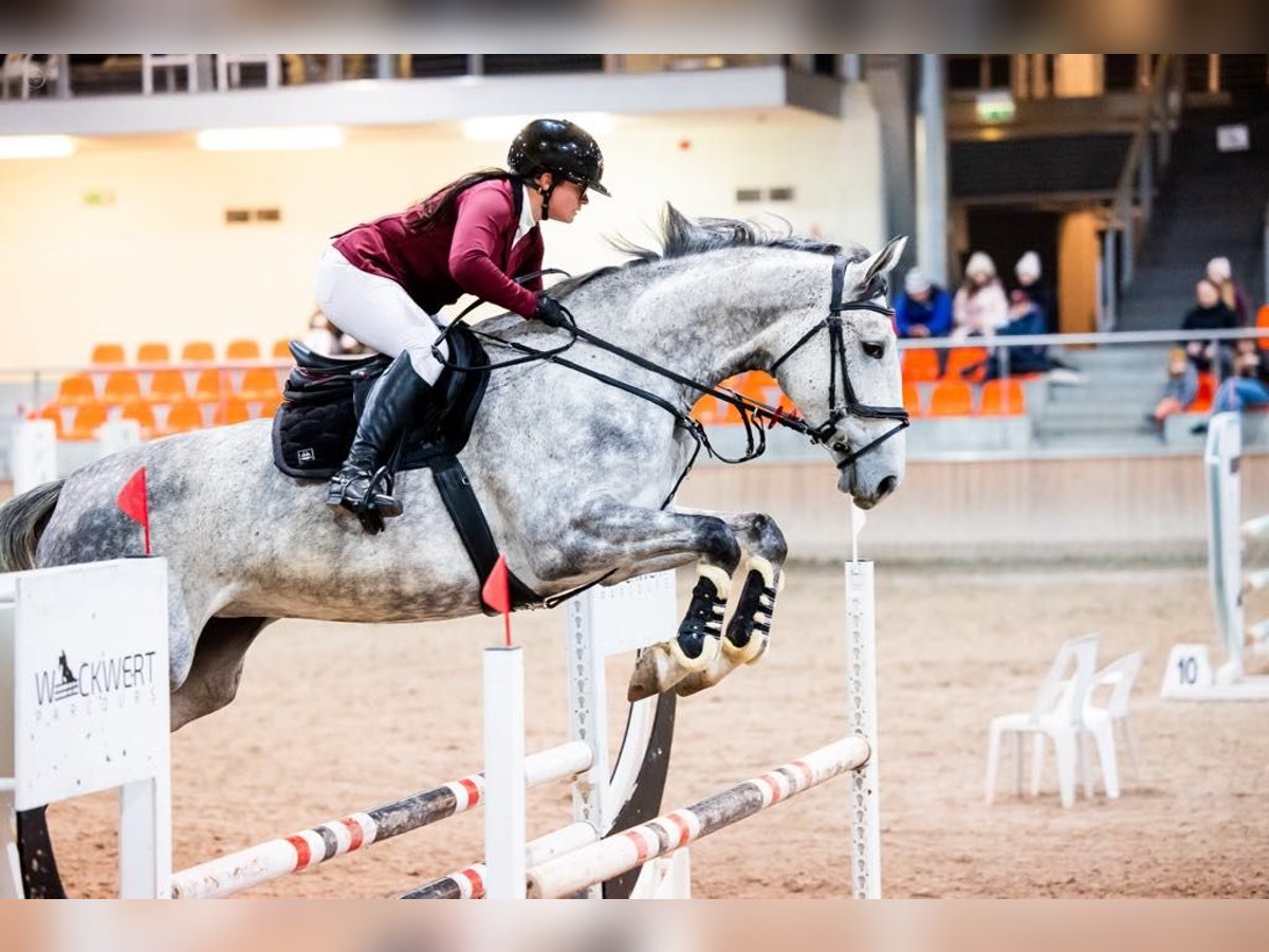 Demi-sang polonais Jument 6 Ans 175 cm Gris in Chełmża