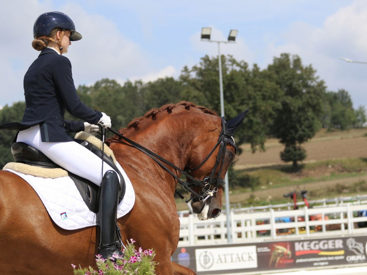 Demi-sang polonais Jument 8 Ans 166 cm Alezan in Stara Kamienica