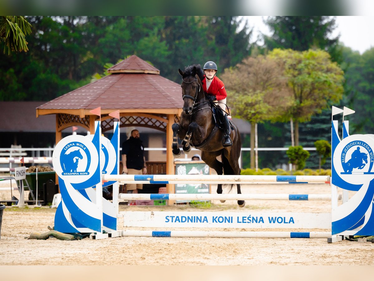 Demi-sang polonais Jument 8 Ans 170 cm Noir in Micha&#x142;owice