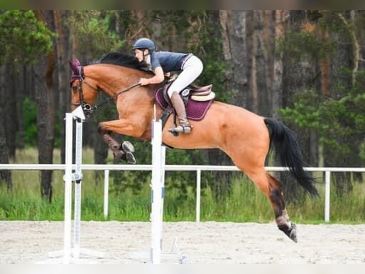 Demi-sang polonais Jument 8 Ans 174 cm Bai in Konstancin jeziorna Demi-sang polonais Jument 8 Ans 174 cm Bai in Konstancin jeziorna