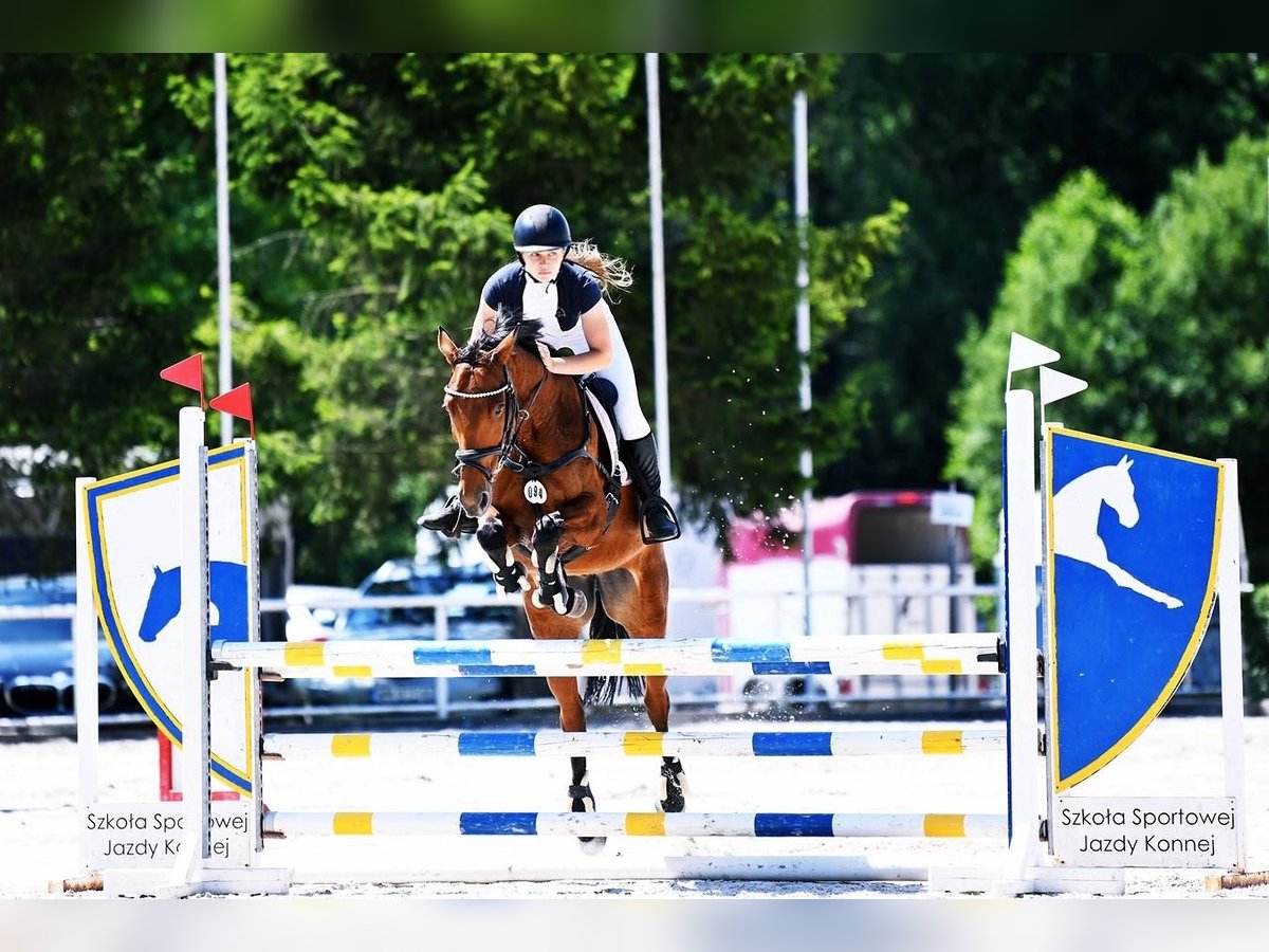 Demi-sang polonais Jument 9 Ans 155 cm Bai cerise in Warszawa