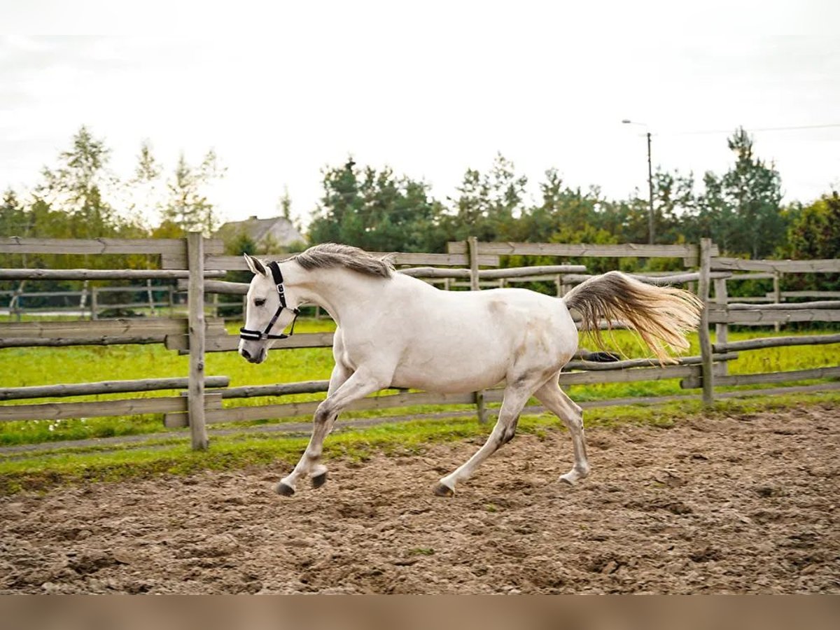 Demi-sang polonais Jument 9 Ans 160 cm Gris in mokre
