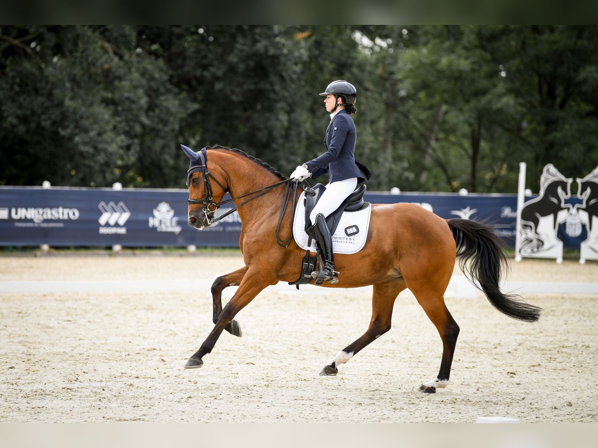 Demi-sang polonais Jument 9 Ans 167 cm Bai in Brzyków