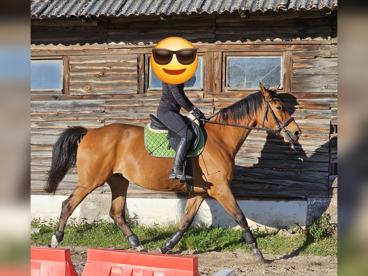 Demi-sang polonais Jument 9 Ans Bai in Rekownica