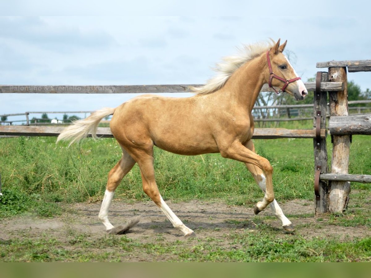 Demi-sang polonais Jument Poulain (02/2024) 168 cm Palomino in Kamieniec Wrocławski