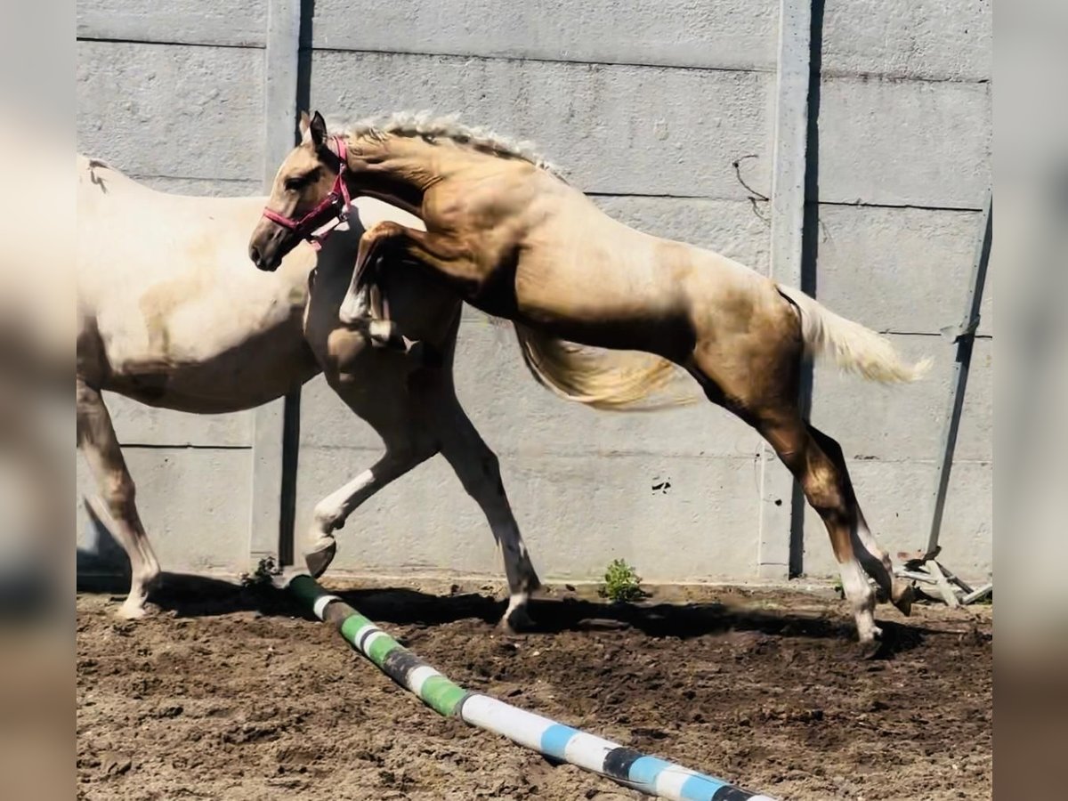 Demi-sang polonais Jument Poulain (04/2024) 168 cm Palomino in Kamieniec Wrocławski