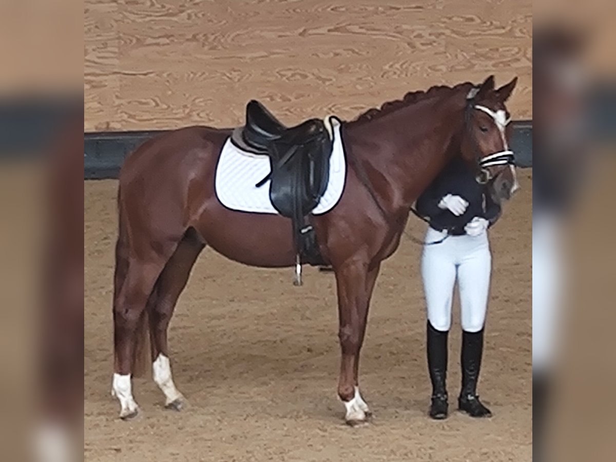 Der Glückskeks German Riding Pony Stallion Chestnut-Red in Gunzenhausen