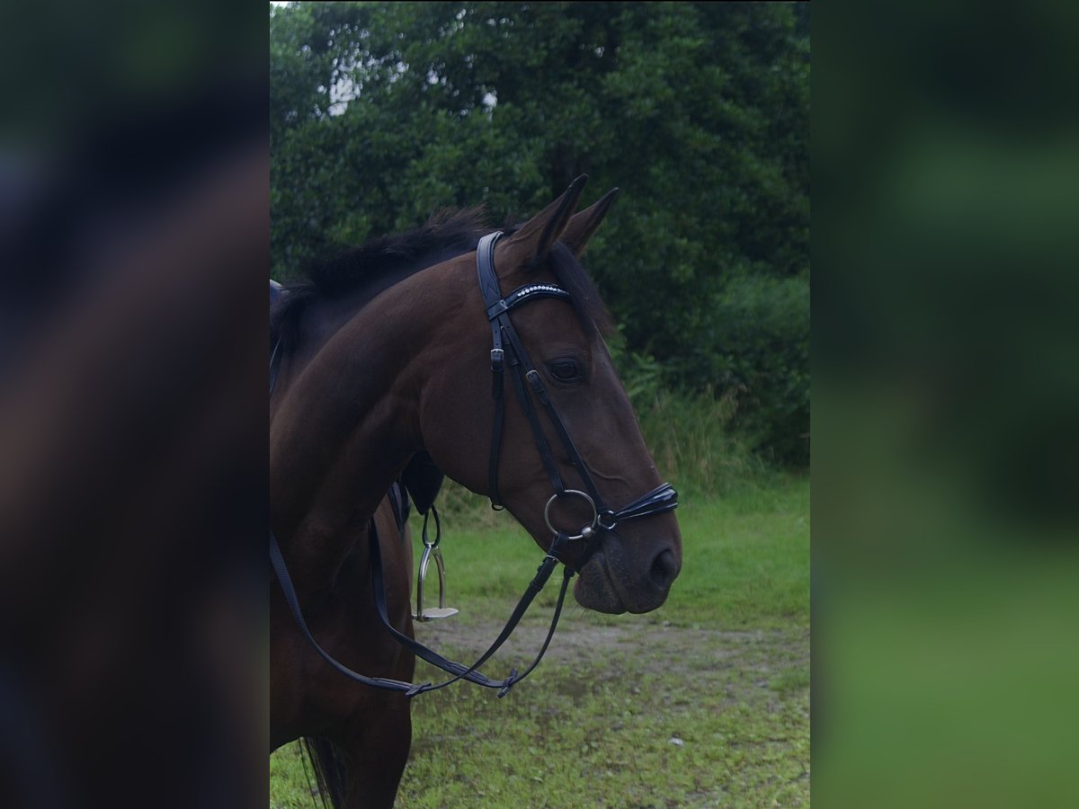 Deutscher Traber Stute 10 Jahre 160 cm Brauner in Drochtersen