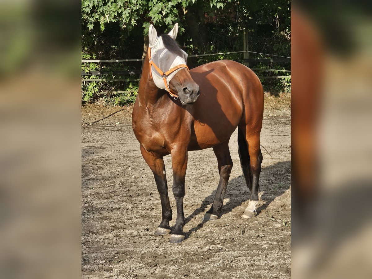 Deutscher Traber Stute 10 Jahre 160 cm Brauner in Herne Deutscher Traber Stute 10 Jahre 160 cm Brauner in Herne