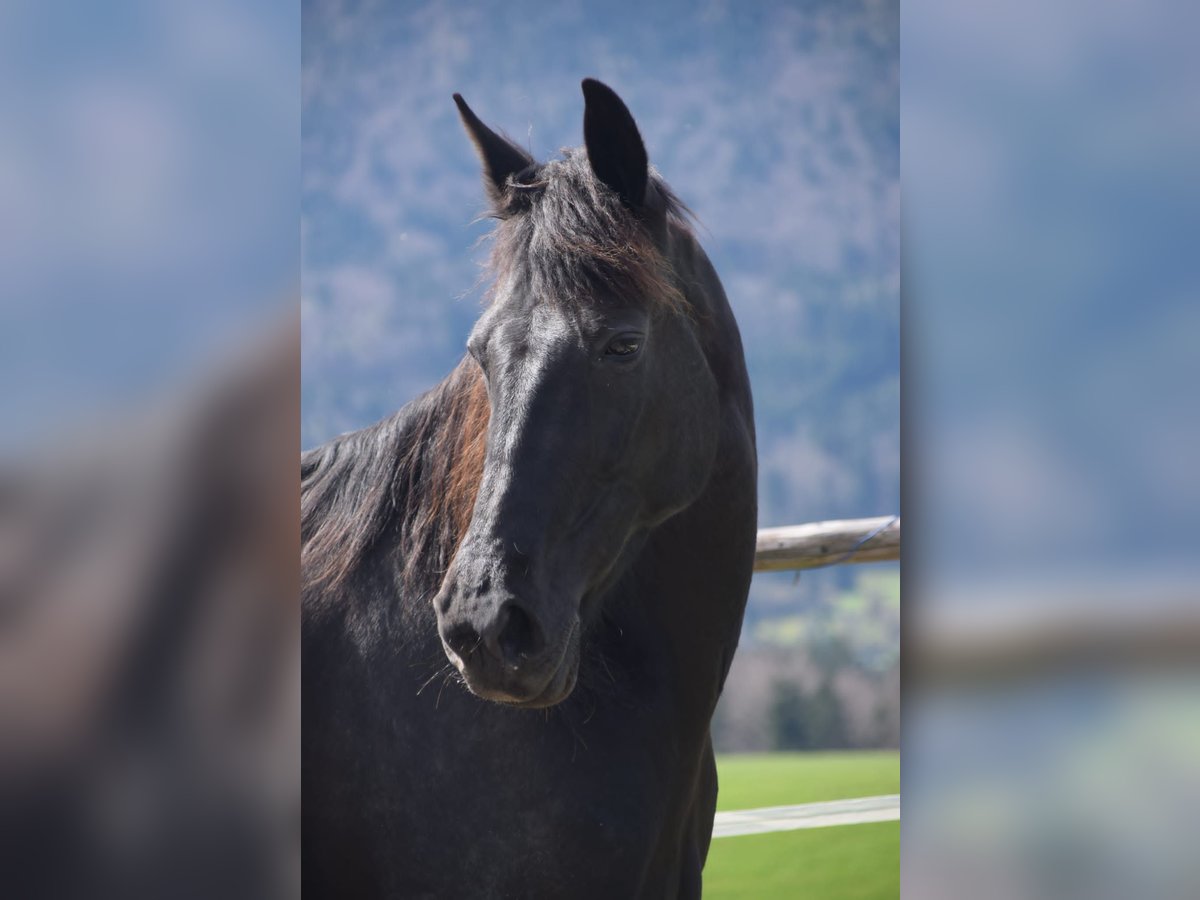 Deutscher Traber Stute 11 Jahre 155 cm Schwarzbrauner in Leithen