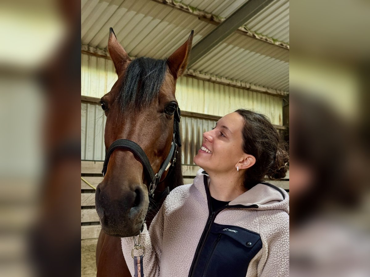 Deutscher Traber Stute 12 Jahre 160 cm Brauner in Willich