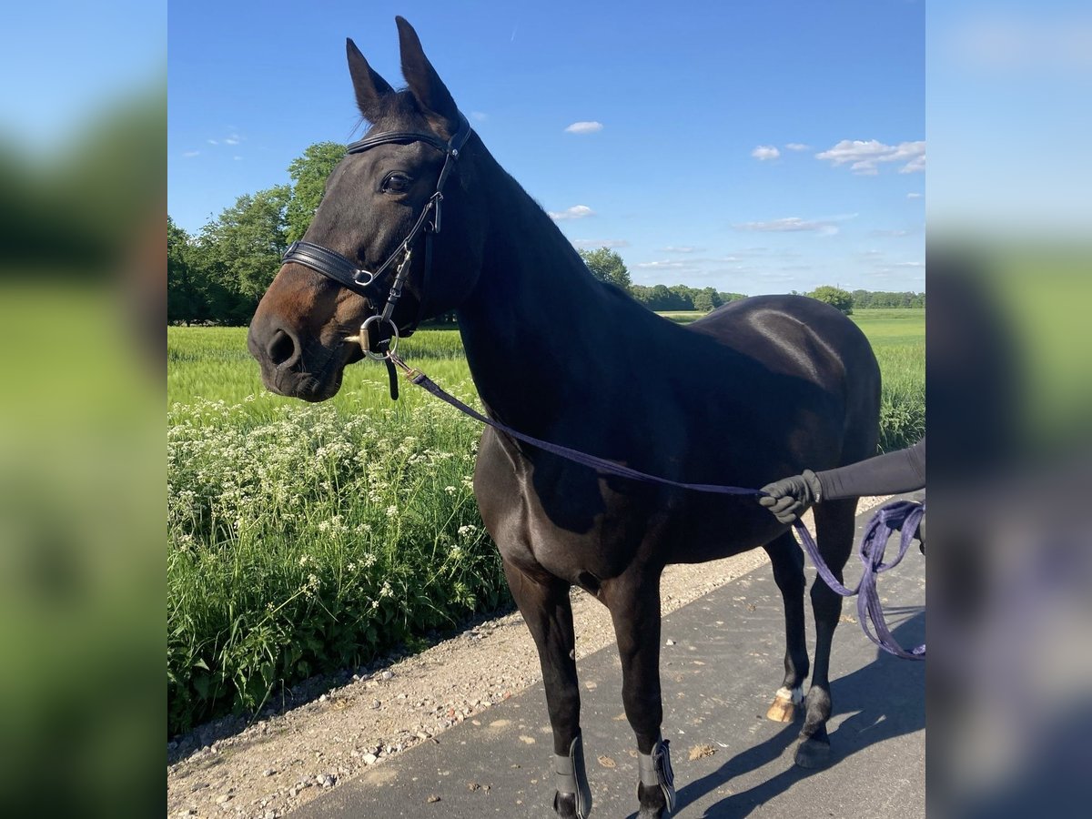 Deutscher Traber Stute 16 Jahre 155 cm Rappe in Velen
