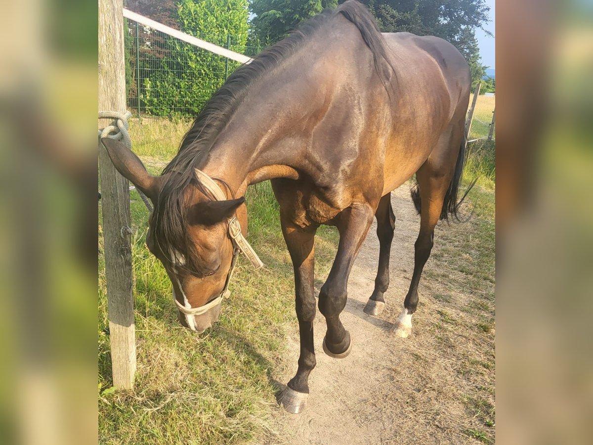 Deutscher Traber Stute 18 Jahre 162 cm Dunkelbrauner in Herford