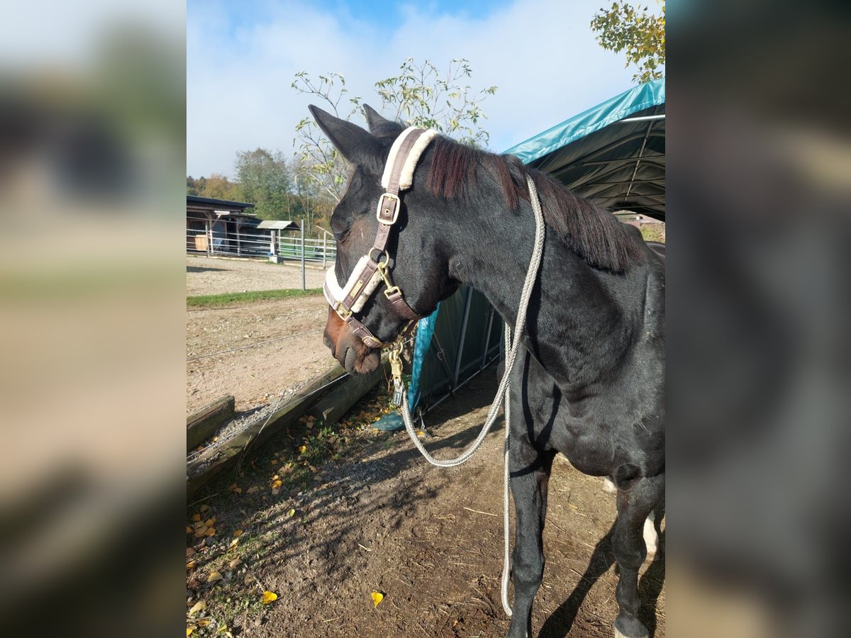 Deutscher Traber Stute 18 Jahre 165 cm Rappe in Kronberg