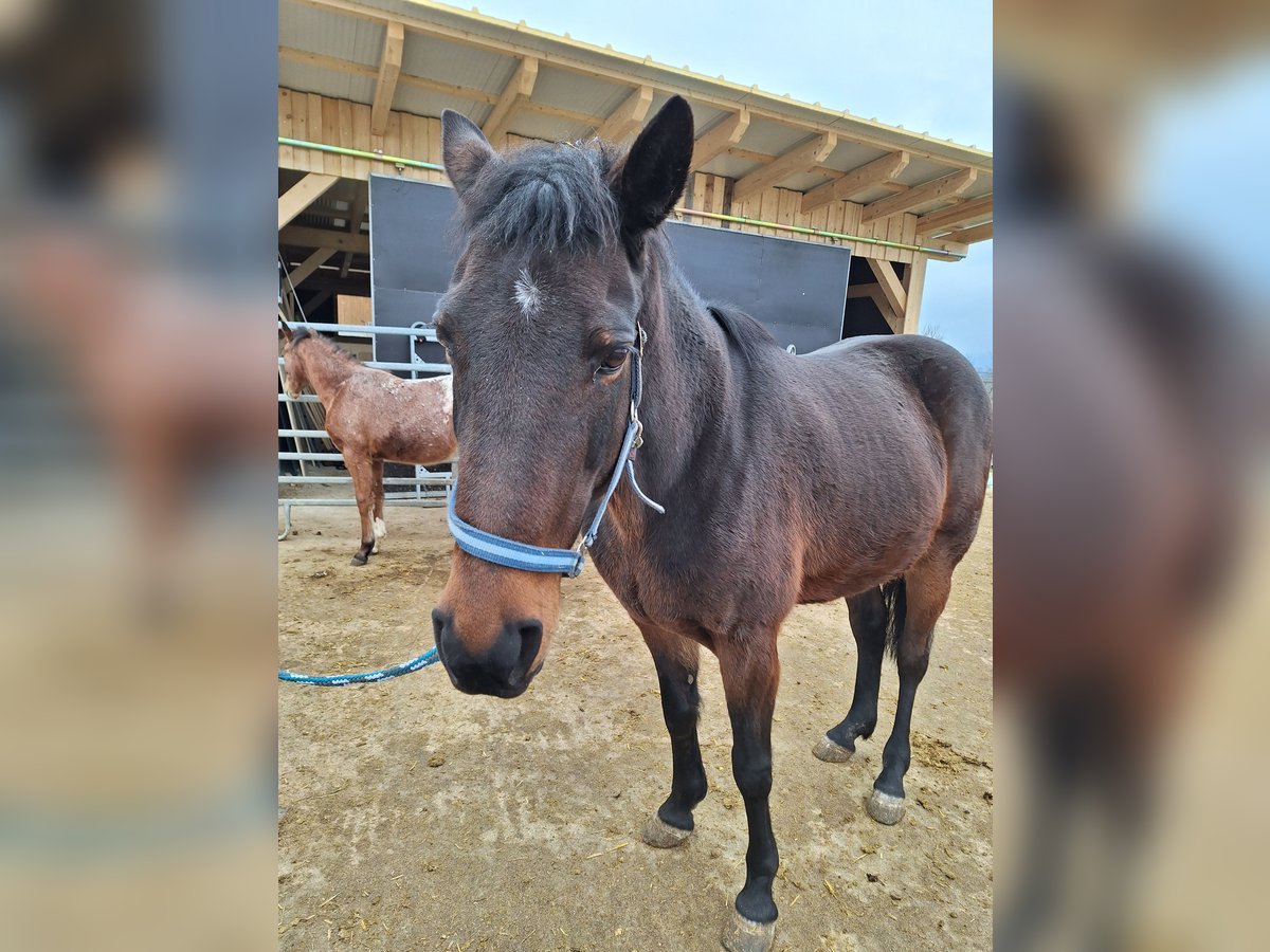 Deutscher Traber Stute 19 Jahre 153 cm Brauner in Attnang-Puchheim