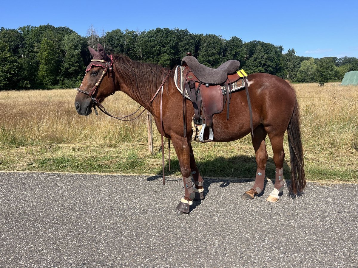 Deutscher Traber Stute 22 Jahre 149 cm Fuchs in AlfterAlfter