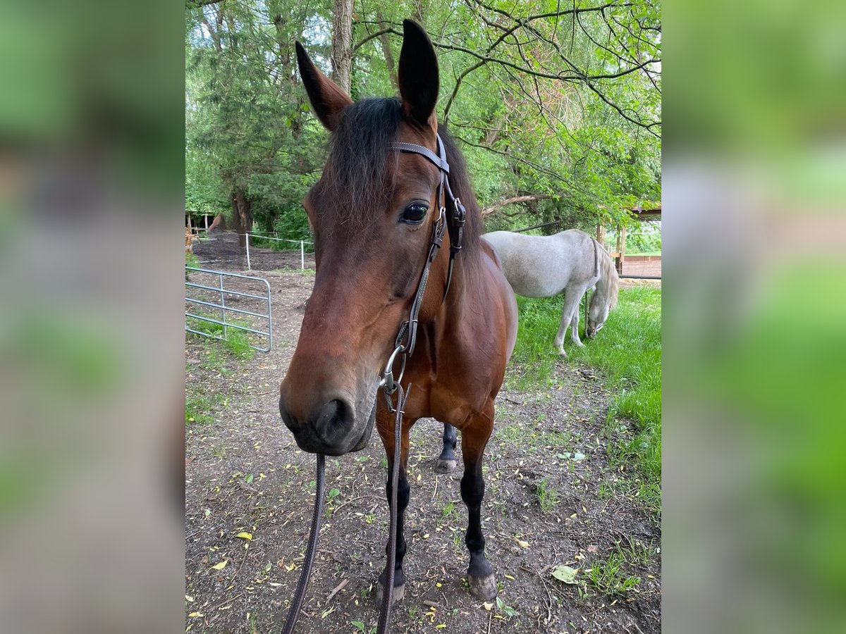 Deutscher Traber Stute 23 Jahre 152 cm Dunkelbrauner in Alfter