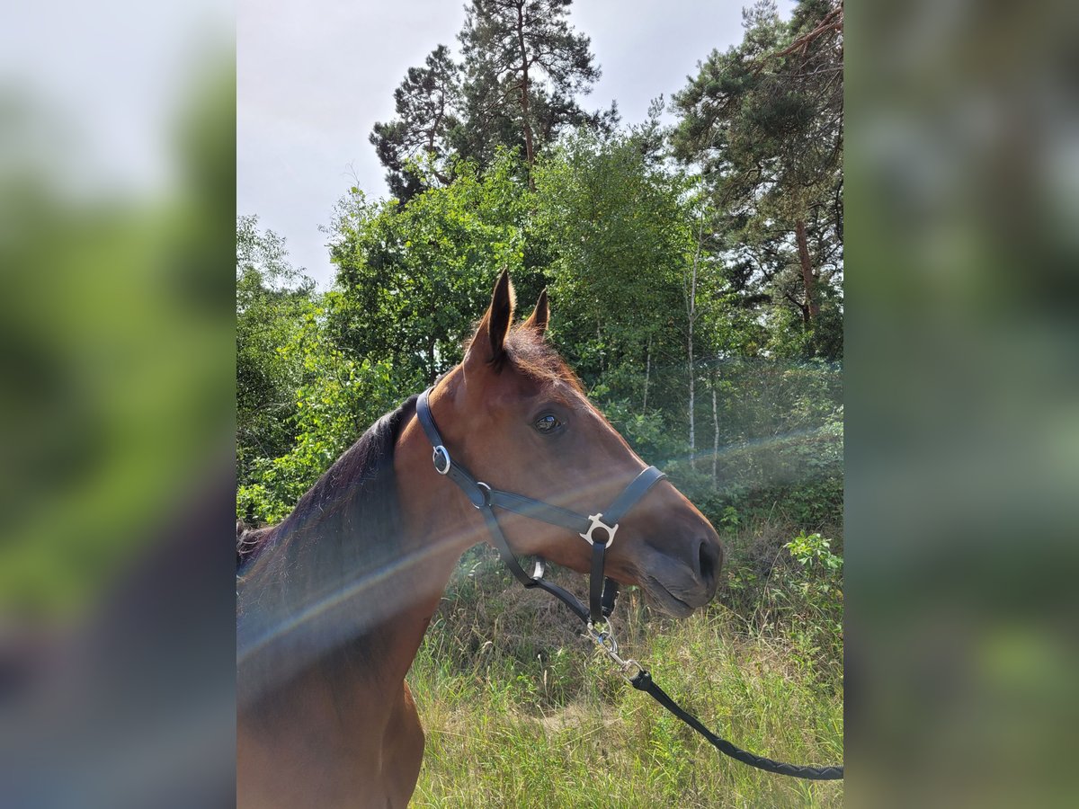 Deutscher Traber Stute 3 Jahre 157 cm Brauner in Kevelaer
