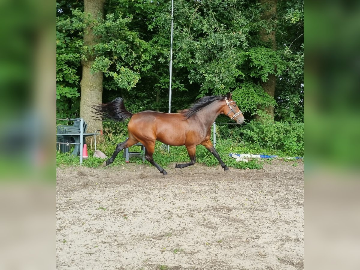 Deutscher Traber Stute 4 Jahre 158 cm Brauner in Heek