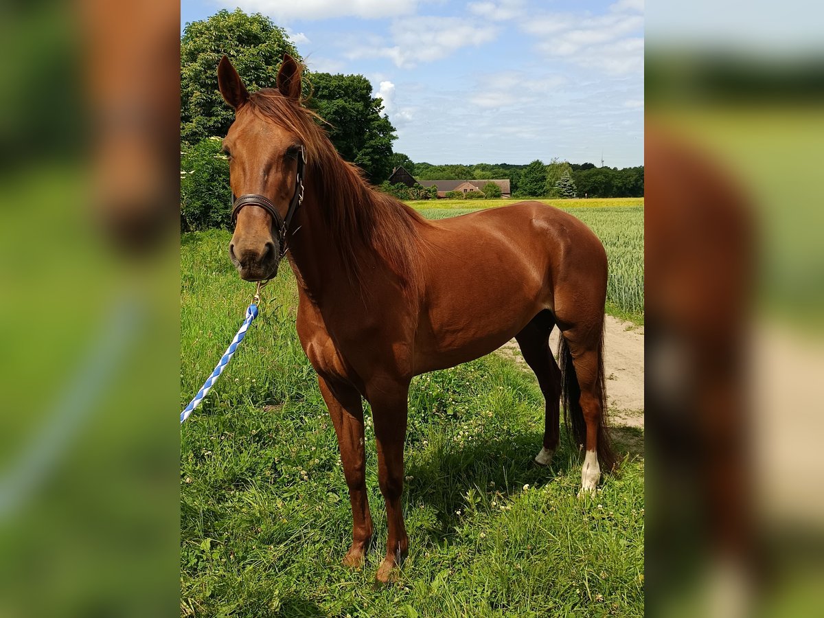 Deutscher Traber Stute 6 Jahre 153 cm Fuchs in Gladbeck