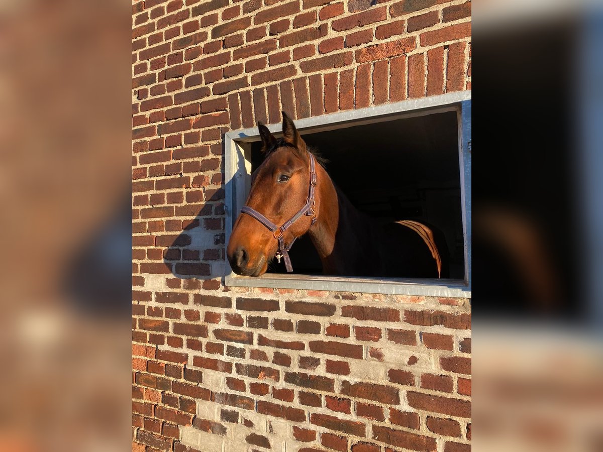 Deutscher Traber Stute 7 Jahre 173 cm Brauner in Werne