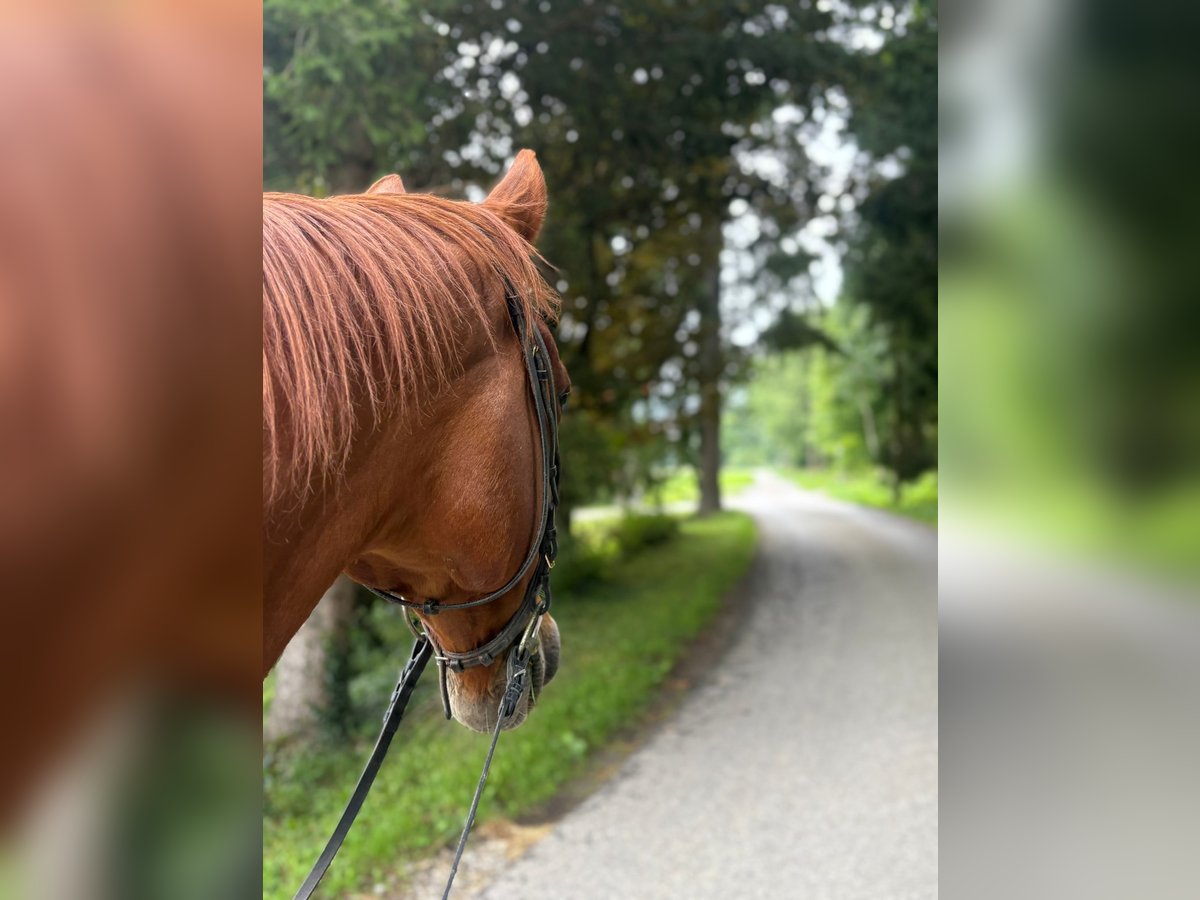 Deutscher Traber Wallach 12 Jahre 160 cm Fuchs in Oberostendorf