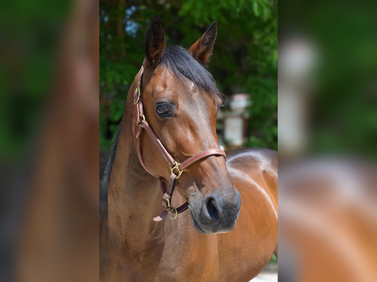 Deutscher Traber Wallach 14 Jahre 157 cm Brauner in Sauerlach