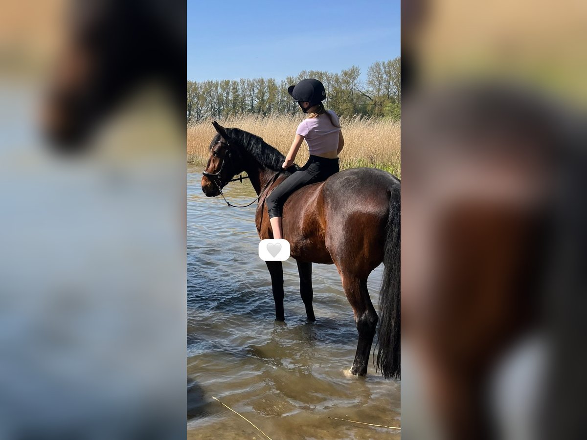 Deutscher Traber Wallach 14 Jahre 162 cm Brauner in Prasdorf