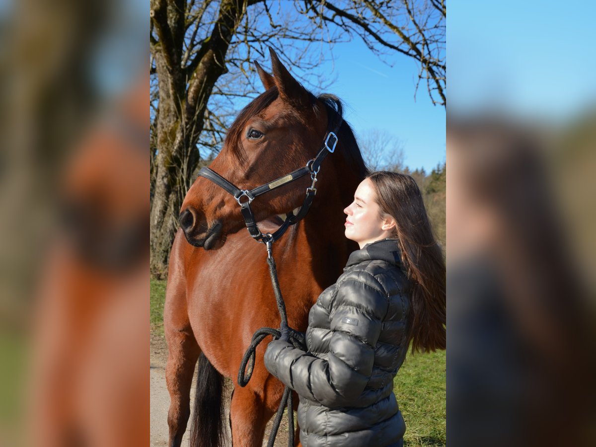 Deutscher Traber Wallach 5 Jahre 156 cm Brauner in Sauerlach