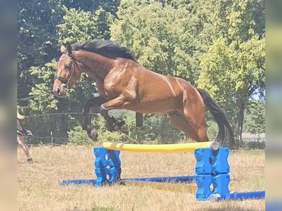 Deutscher Traber Wallach 5 Jahre 160 cm Dunkelbrauner in Potsdam