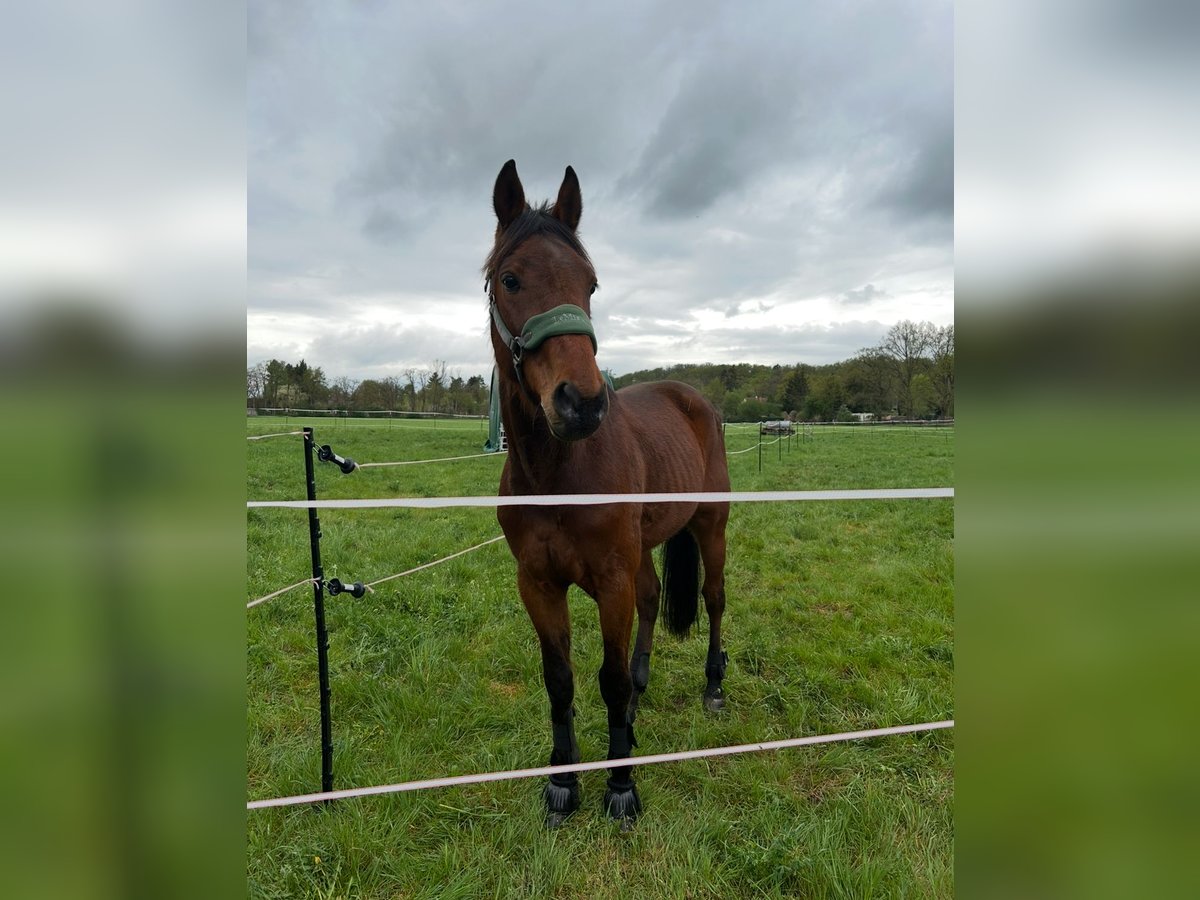Deutscher Traber Wallach 5 Jahre 160 cm Dunkelfuchs in SchwielowseeSchwielowsee