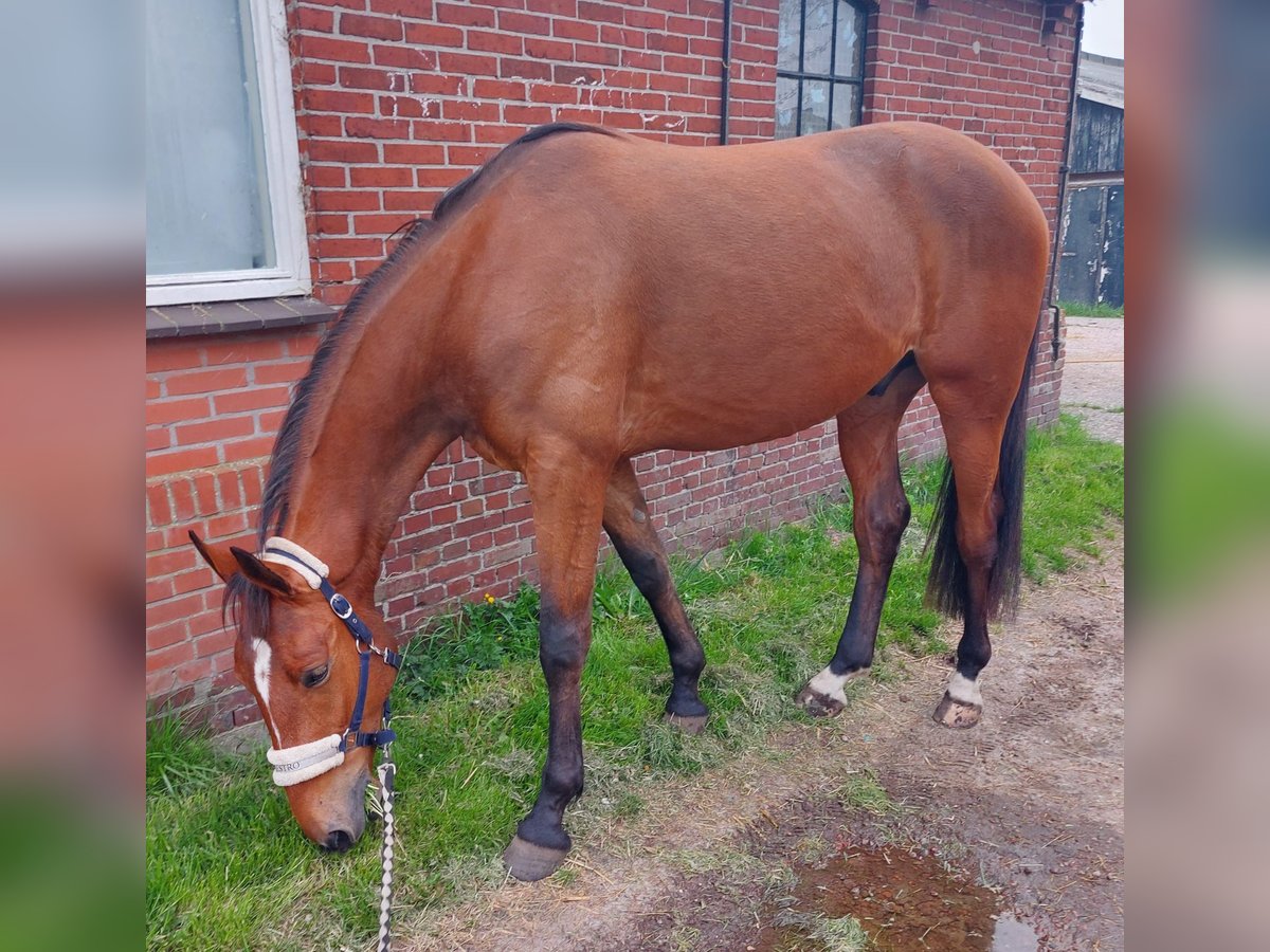 Deutscher Traber Wallach 5 Jahre 164 cm Brauner in Tolkamer