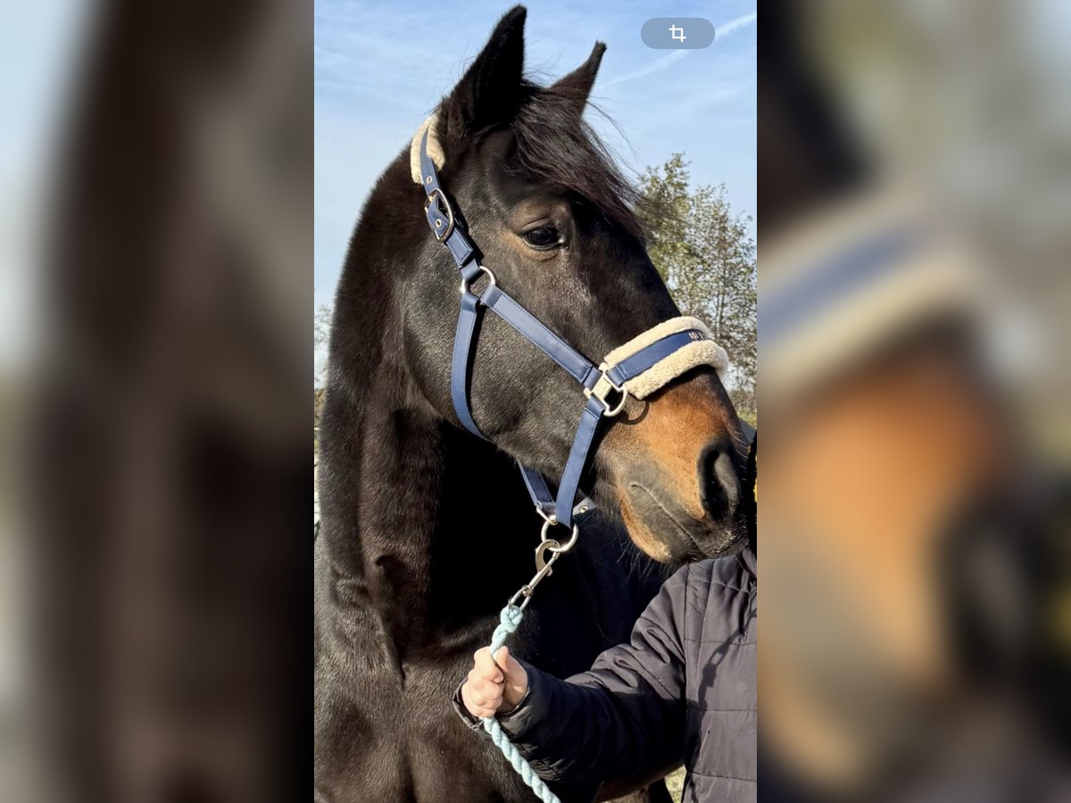 Deutscher Traber Wallach 5 Jahre 165 cm Dunkelbrauner in Geldern