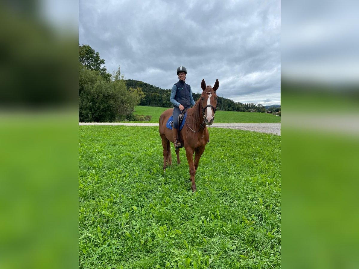 Deutscher Traber Wallach 5 Jahre 165 cm Fuchs in Bruckm&#xFC;hl
